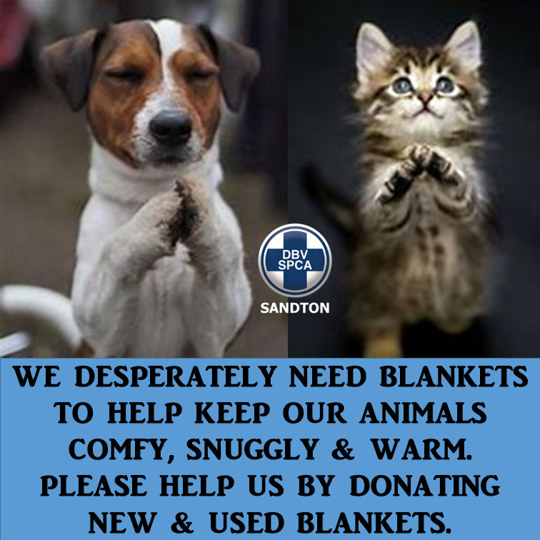 Charming canines up for adoption at the Sandton SPCA The Citizen