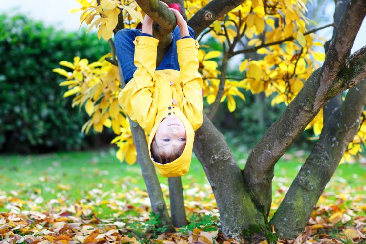 Should I let my kid climb trees? We asked five experts The Citizen