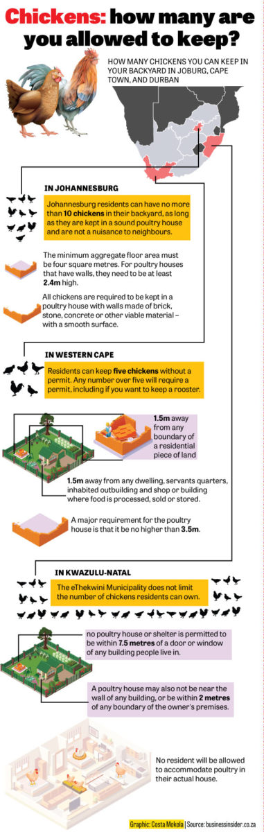 How many chickens are you allowed to keep in your home? | The Citizen