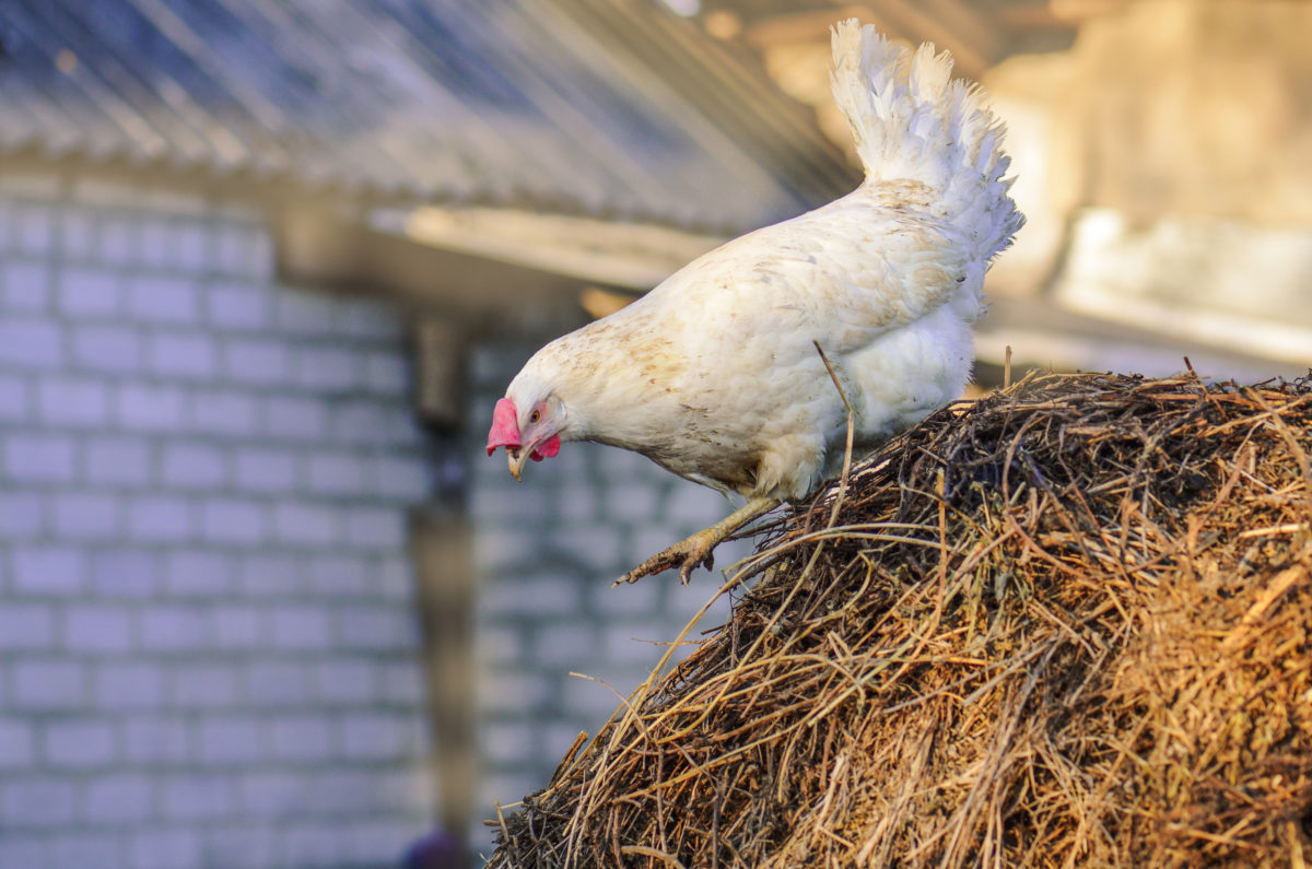 How many chickens are you allowed to keep in your home? The Citizen