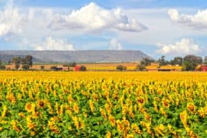 High food prices shouldn’t a-maize