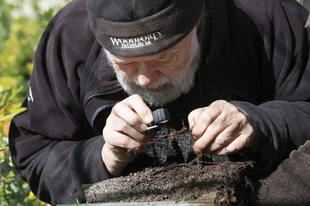 'Black diamond' farming SA's 'crazy' truffle farmers cash in on bet