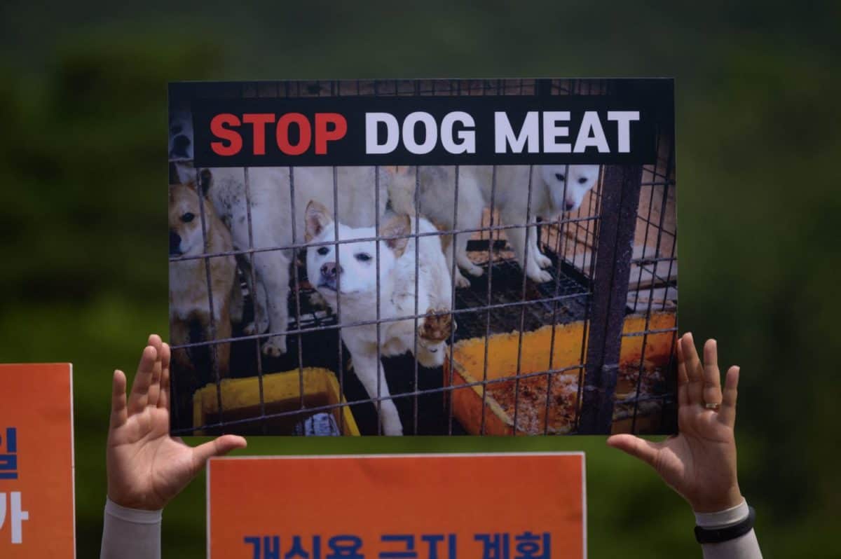 South Korea's President Moon Jaein raises dog meat ban