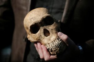Hominid fossil Homo Naledi