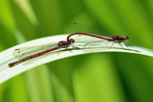 Wetlands destruction driving 'sensitive' dragonflies to brink