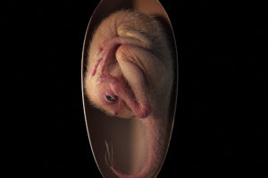 Scientists have uncovered a perfectly preserved dinosaur embryo, which was forgotten in storage for years.