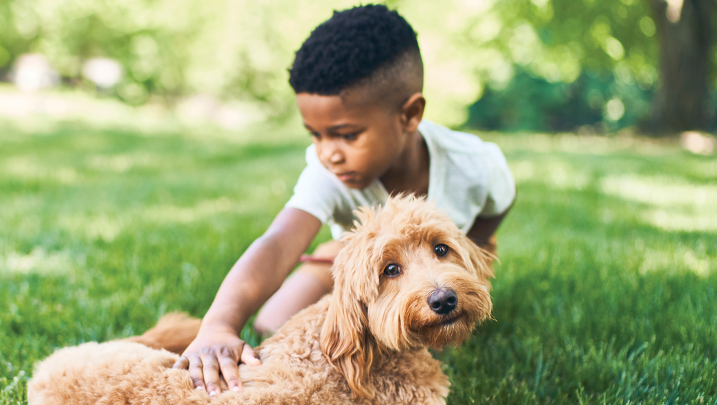 Hill's Pet Nutrition makes itching a thing of the past | The Citizen