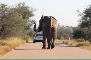 elephant-kruger-national-park-tourists