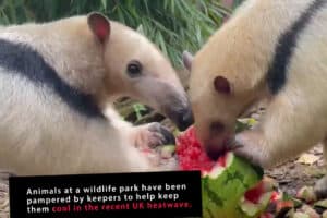 Animals at a UK wildlife park enjoy smoothies, ice lollies and sprinklers to keep cool. Image: Screengrab