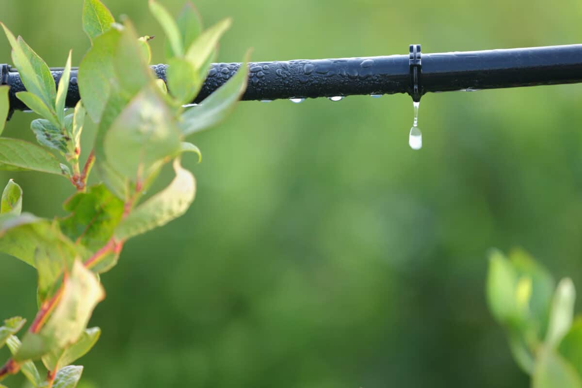 Limpopo farmers could shed jobs due to water shortages