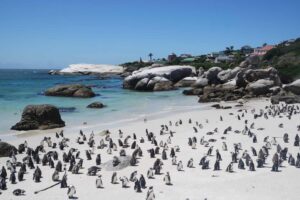 Boulders Penguin Colony in Cape Town. Photo: theexpeditionproject.com