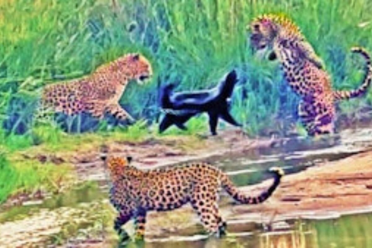 WATCH Brave honey badger takes on three leopards in epic Kruger fight