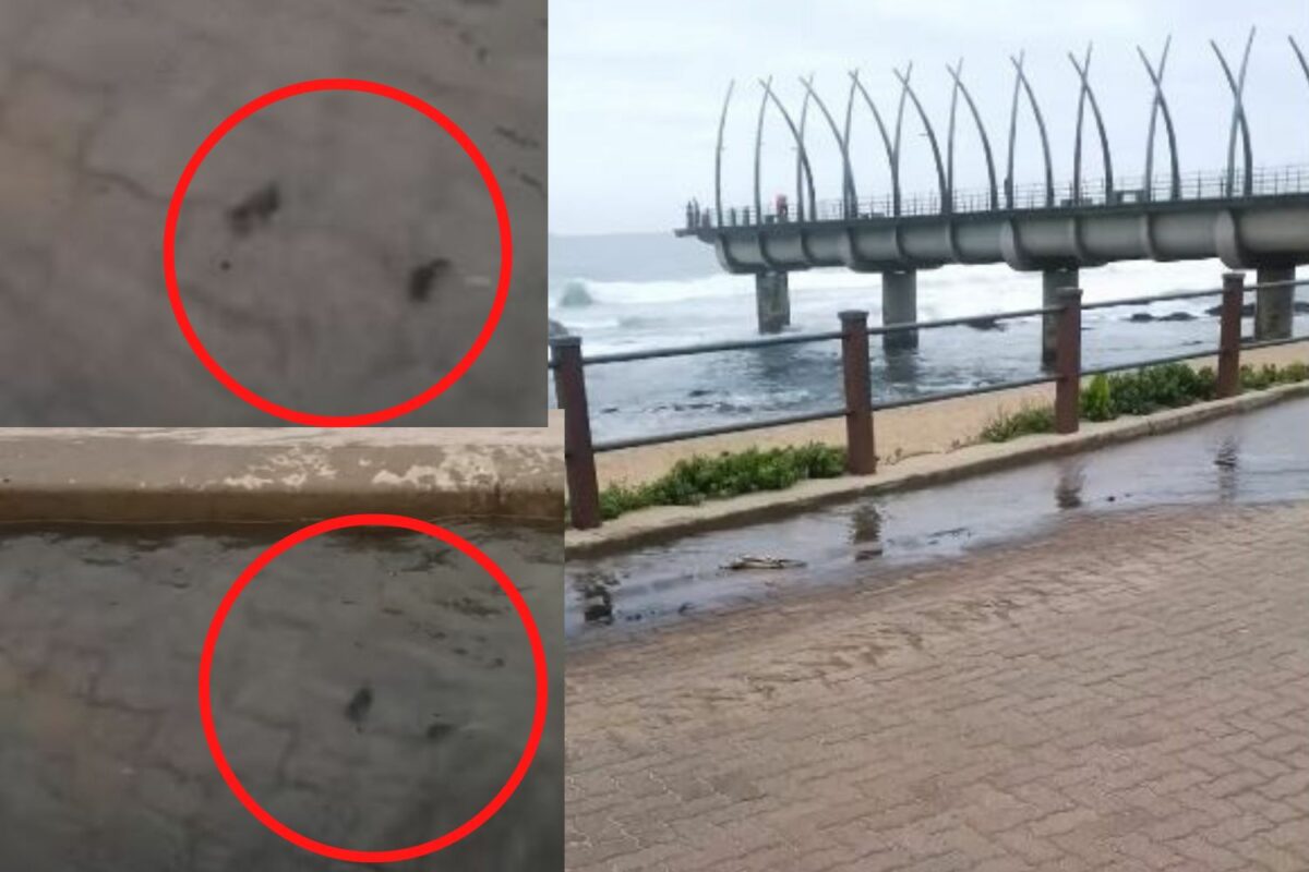 WATCH Turds floating along Umhlanga's upmarket promenade