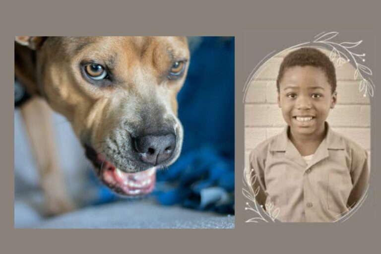 Child killed by pitbull that jumped fence while playing outside