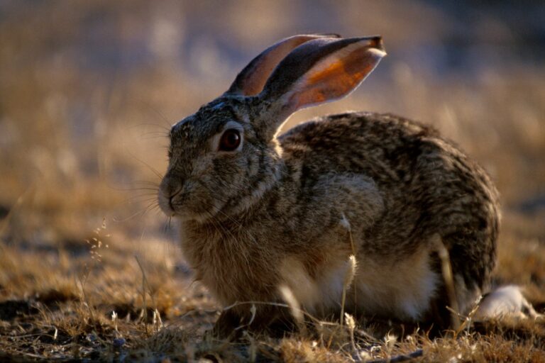 Disease causing mass rabbit deaths identified