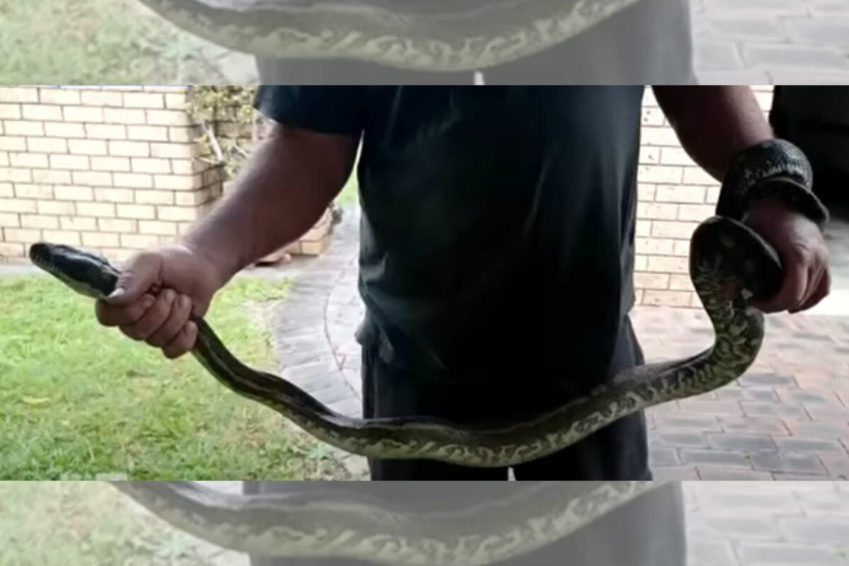WATCH: 3-metre 'naughty snake' drags 5-year-old boy into pool