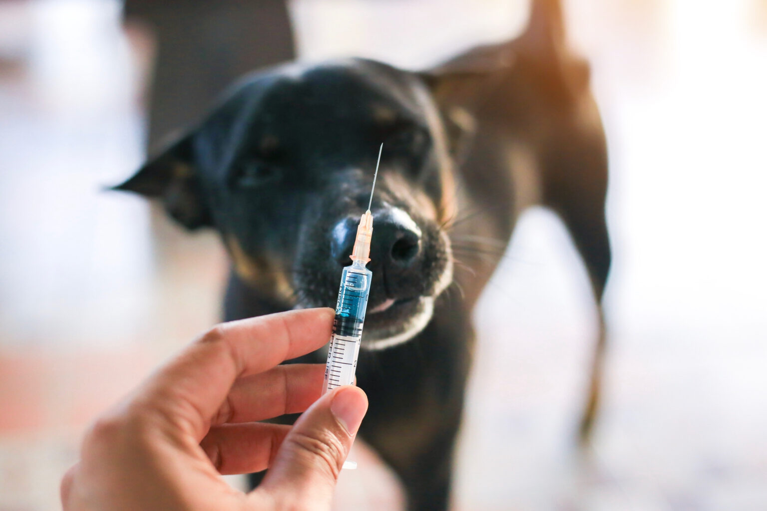 Rabies warning issued for these high-risk areas