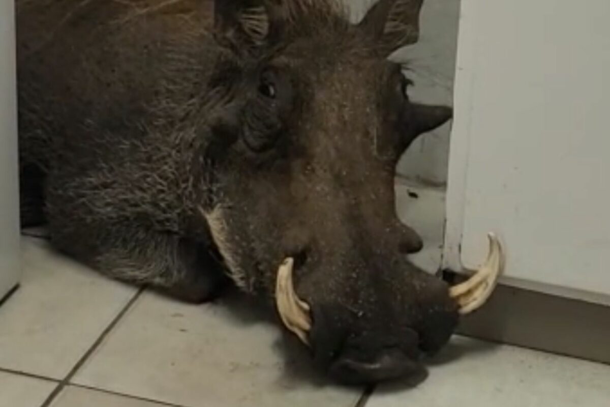 WATCH Warthog seeks shelter in BelaBela butchery The Citizen