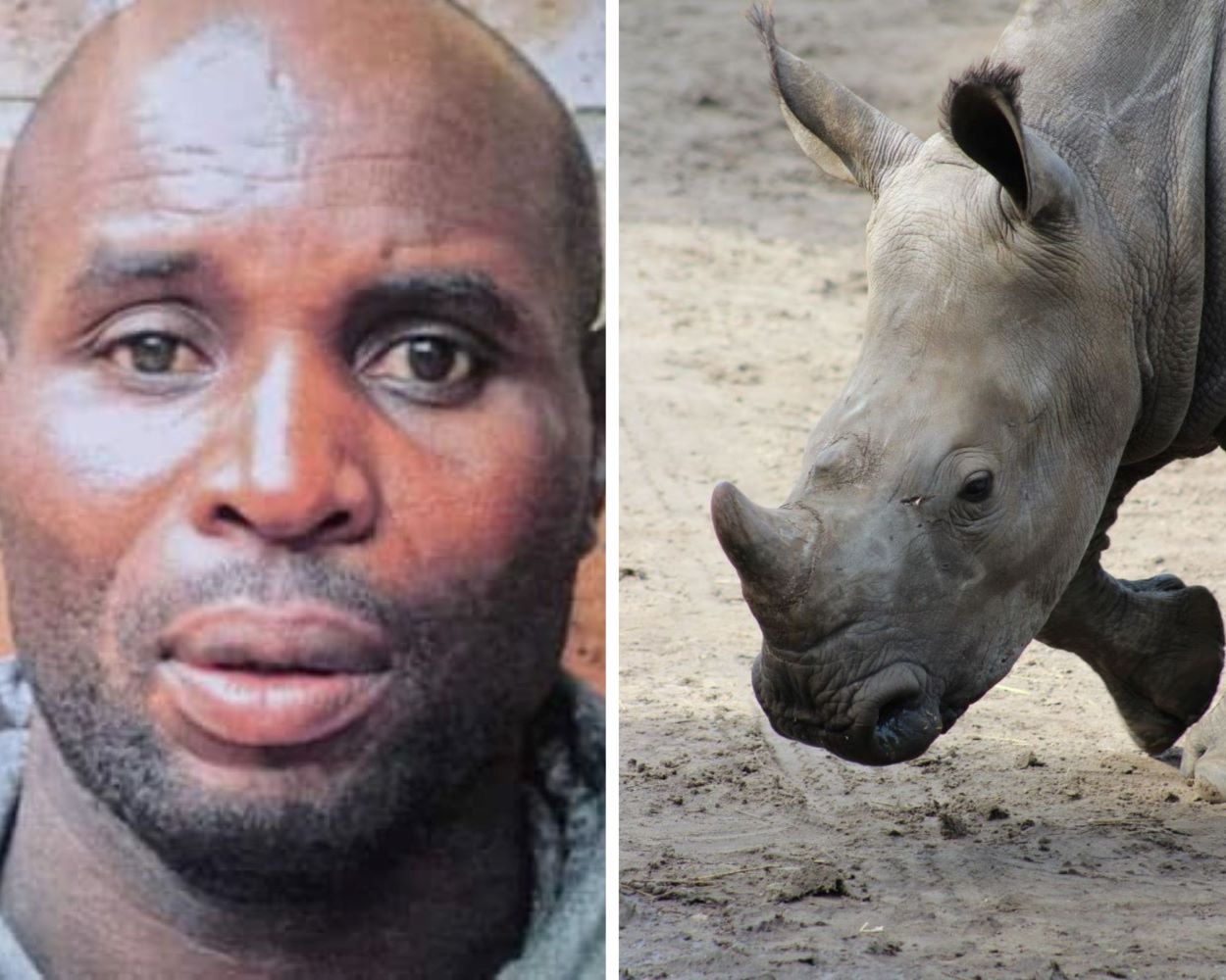 Cops snare one of SA's most wanted rhino poaching suspects The Citizen