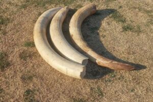 elephant tusks ivory arrests potchefstroom