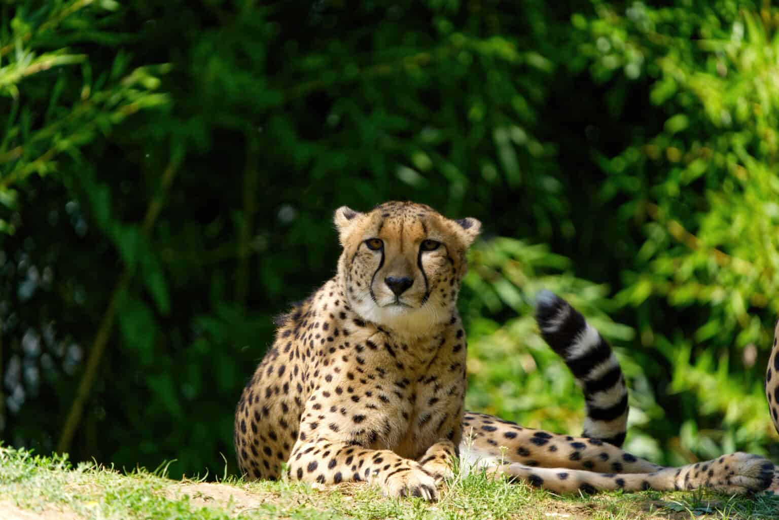 Top Indian wildlife official removed after 8 cheetahs die The Citizen