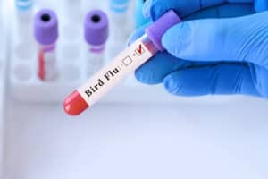 bird flu insurance