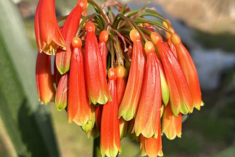 Clivia Mirabilis