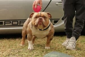 Dog at a show