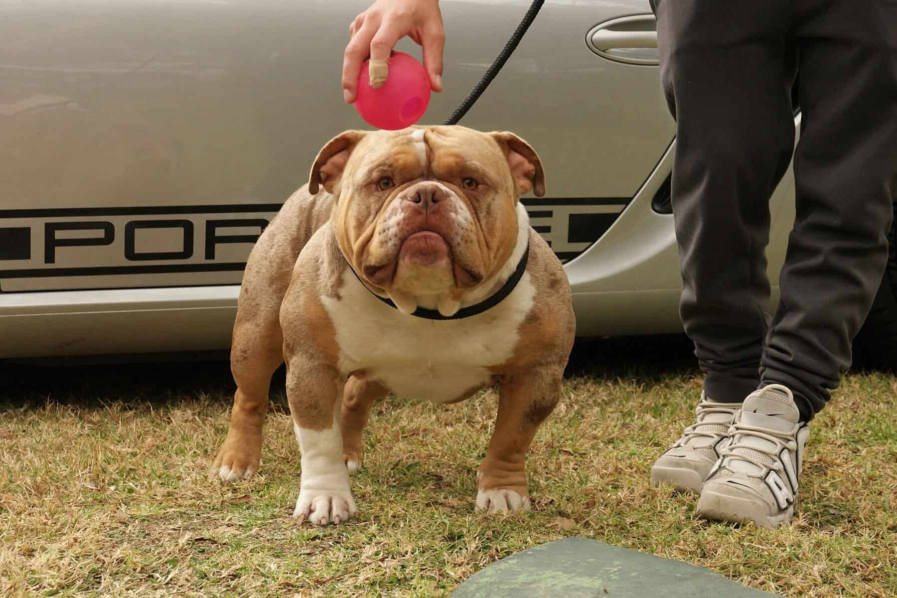Dog at a show