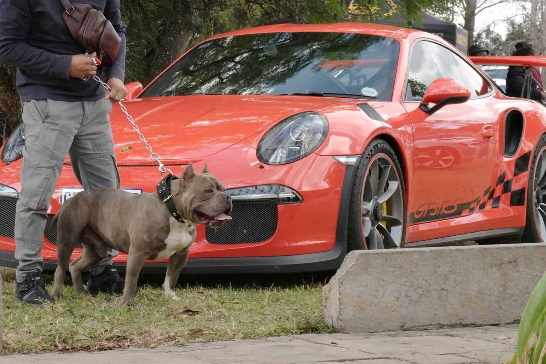 Dog at a show