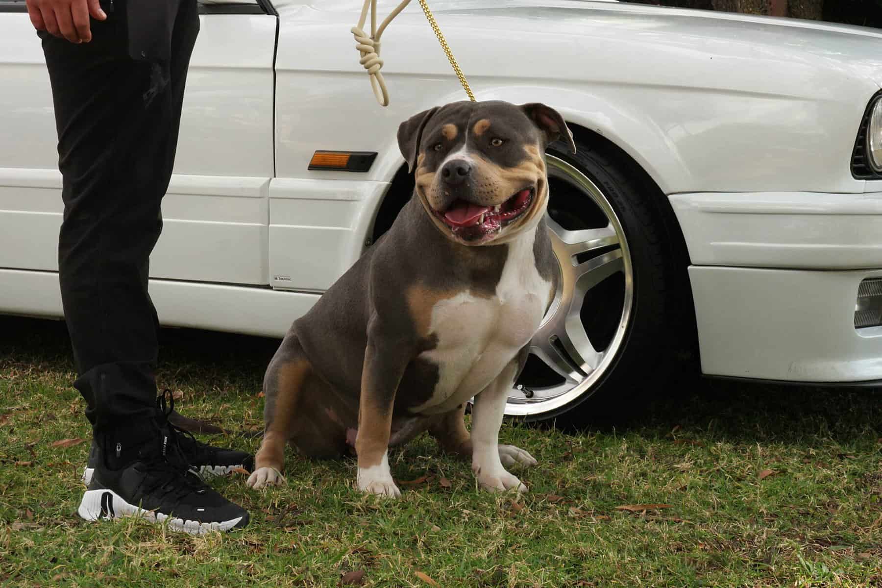 Dog at a show