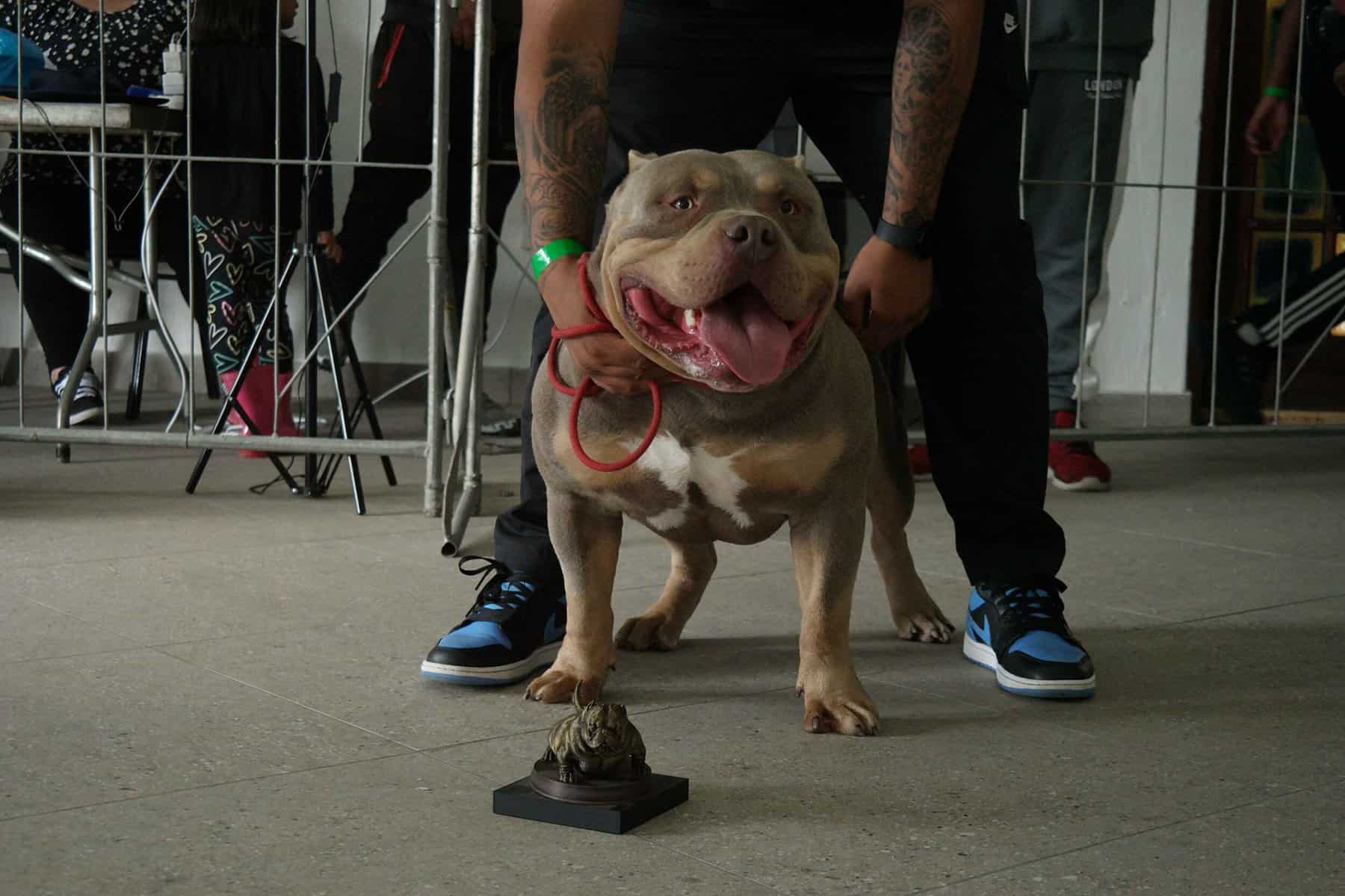 American Bully at a show