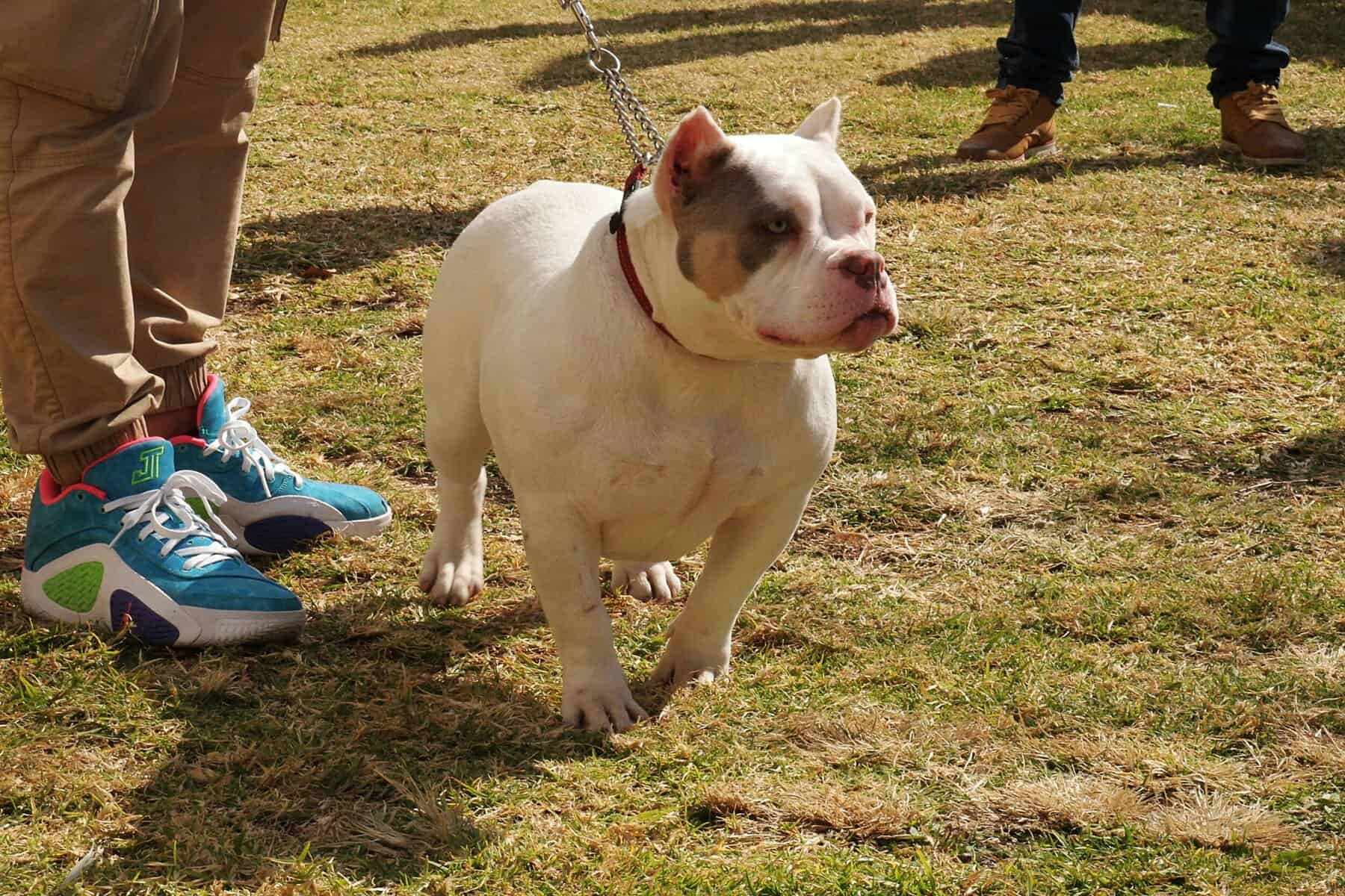 Dog at a show