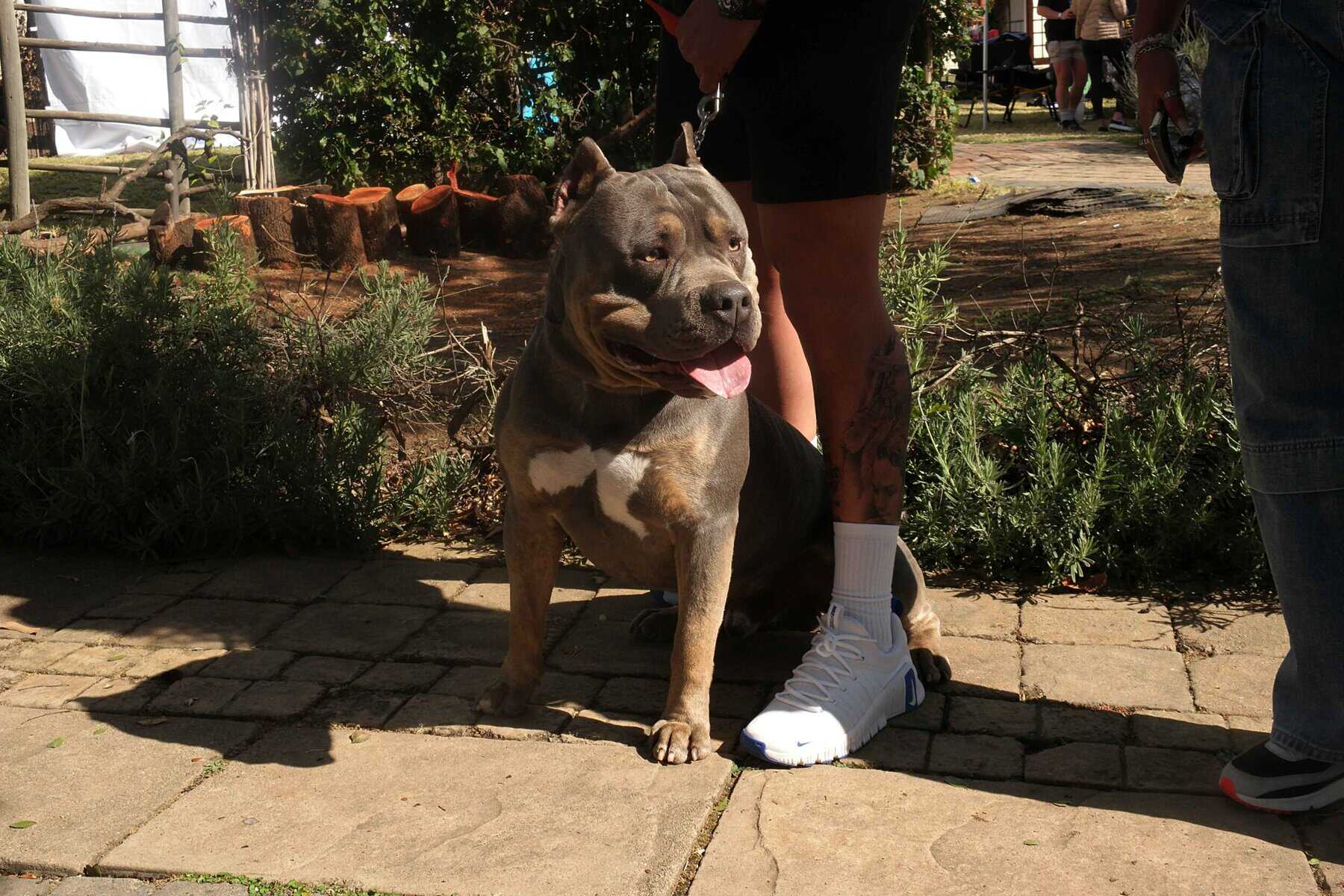 Dog at a show