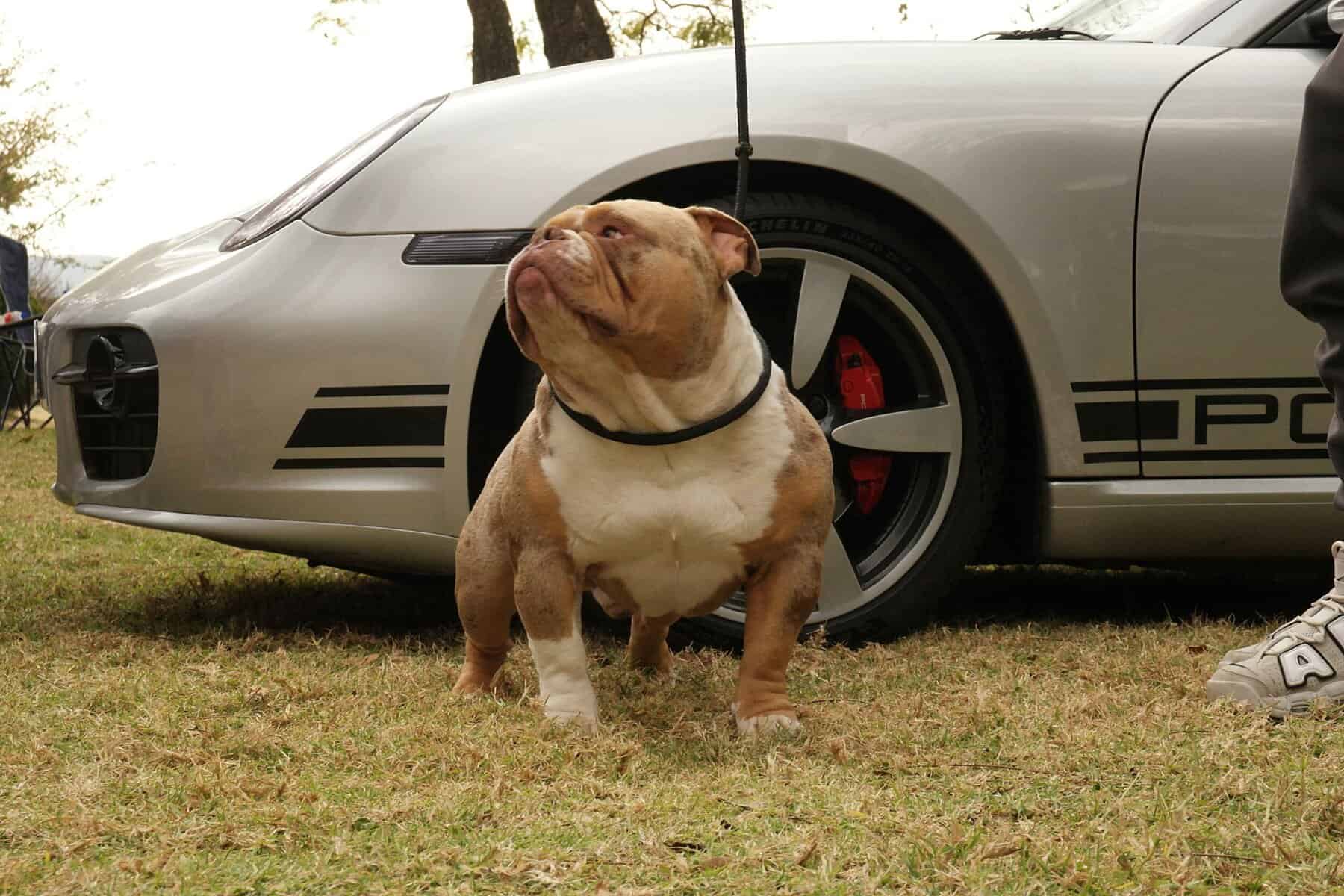 Dog at a show