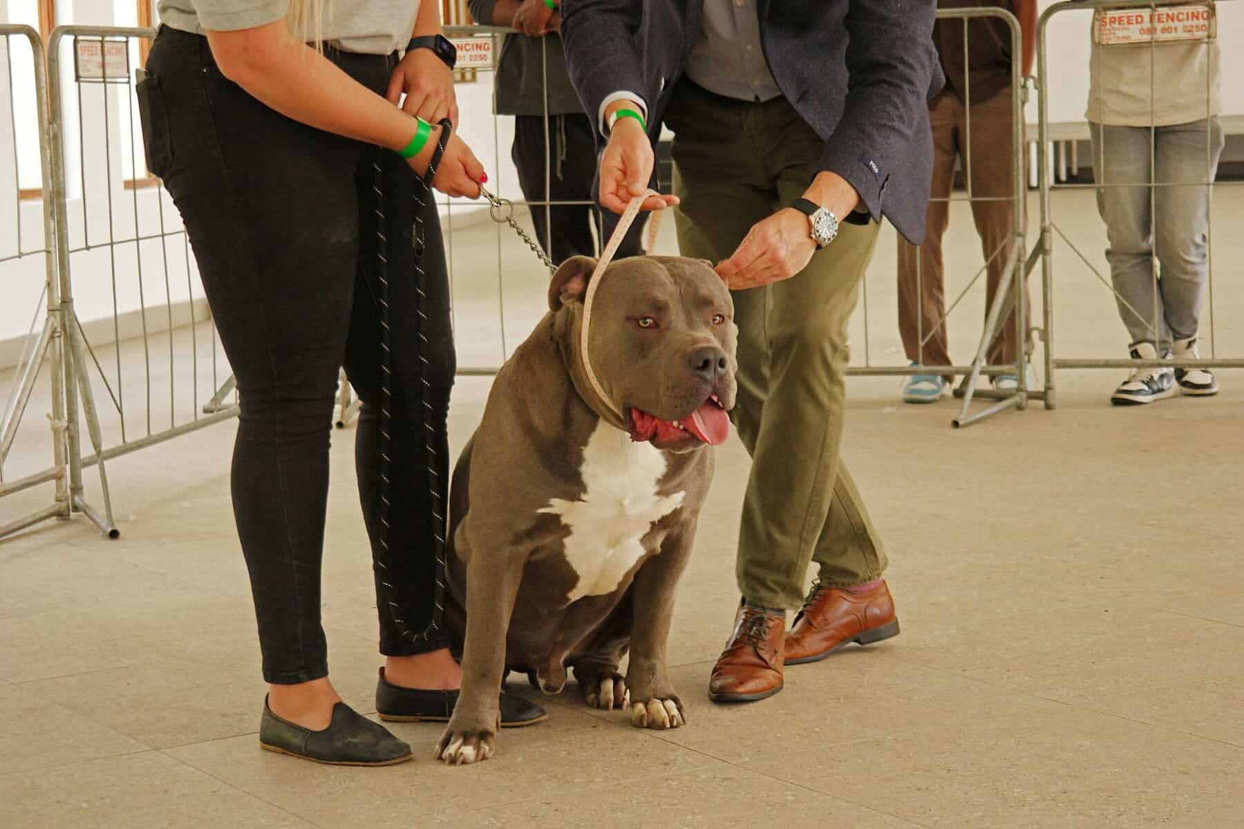 American Bully at a dog show