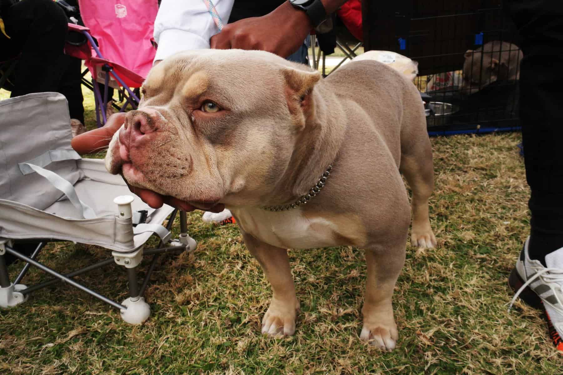 Dog at a show