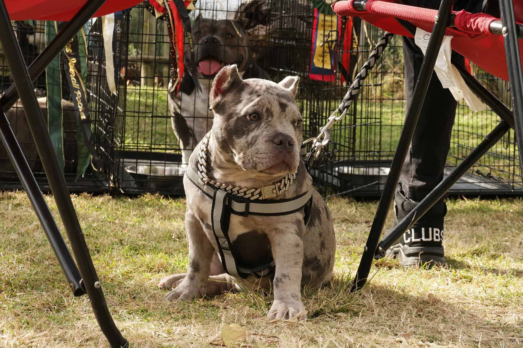 American Bully at a dog show