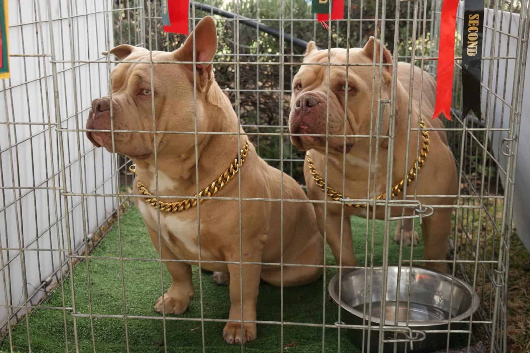 Dog at a show