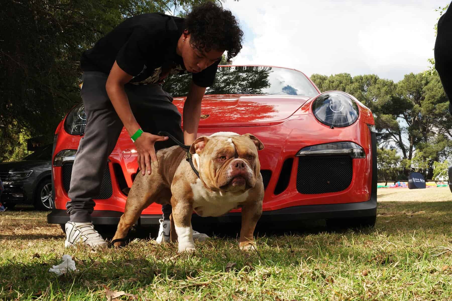 Dog at a show