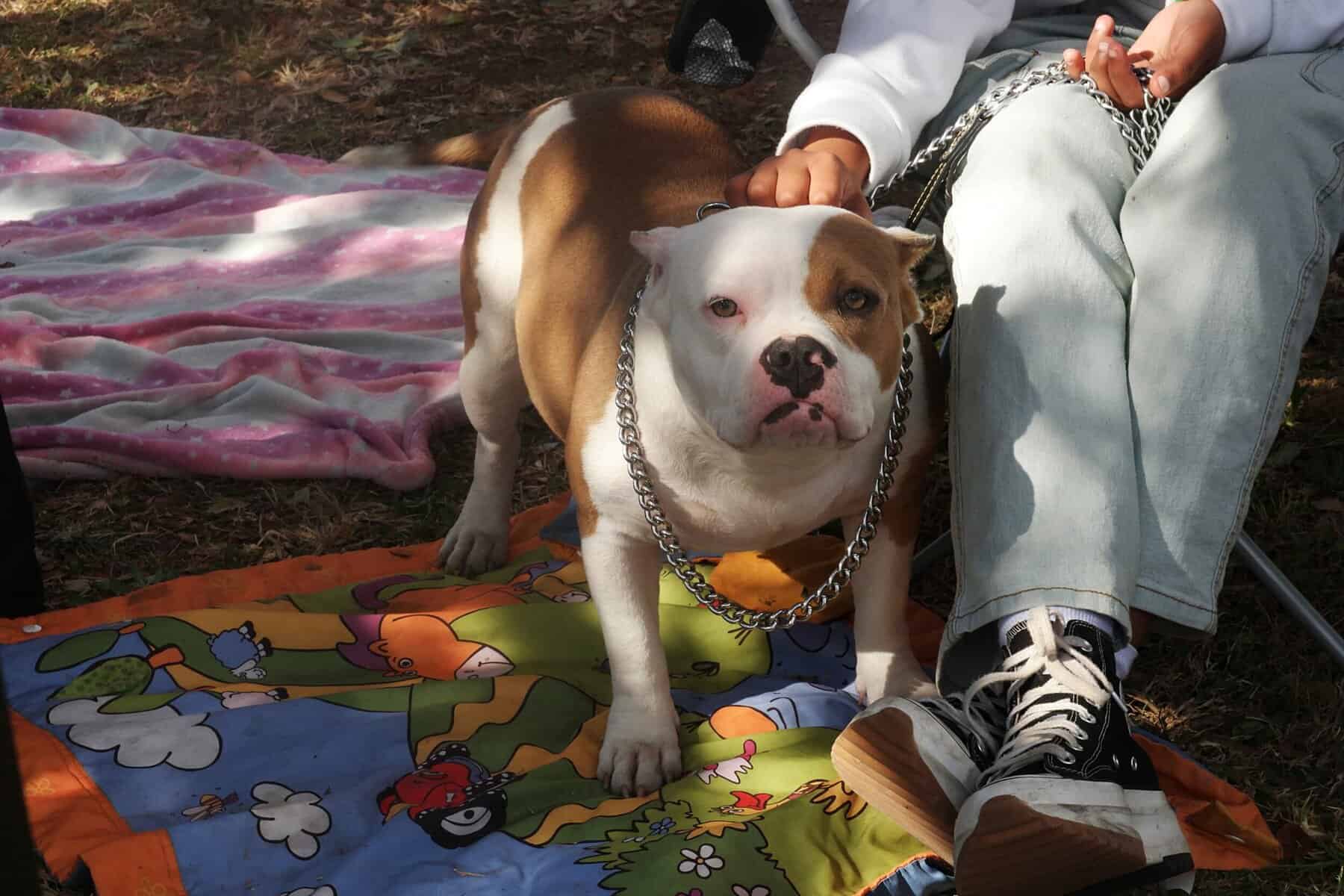 Dog at a show