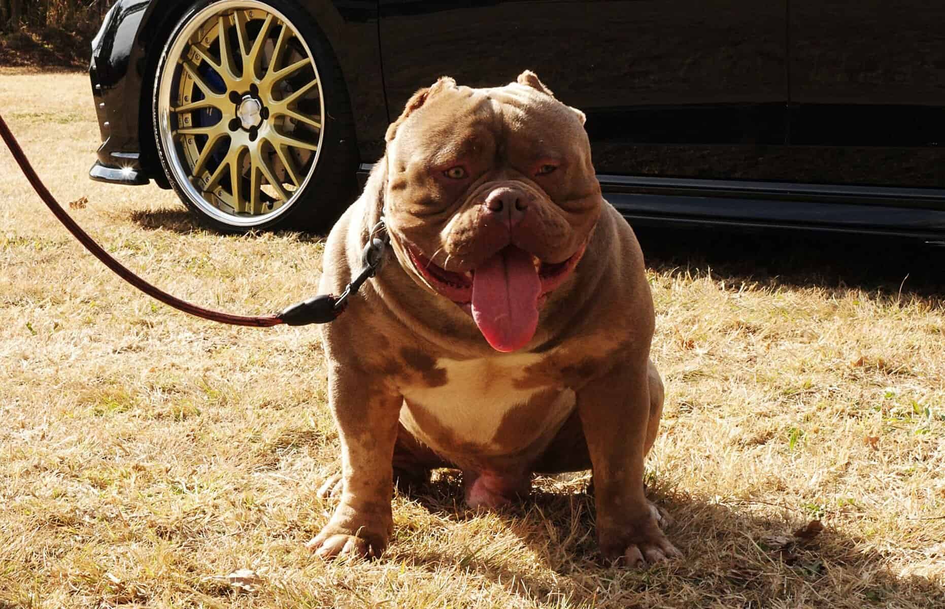 Dog at a show