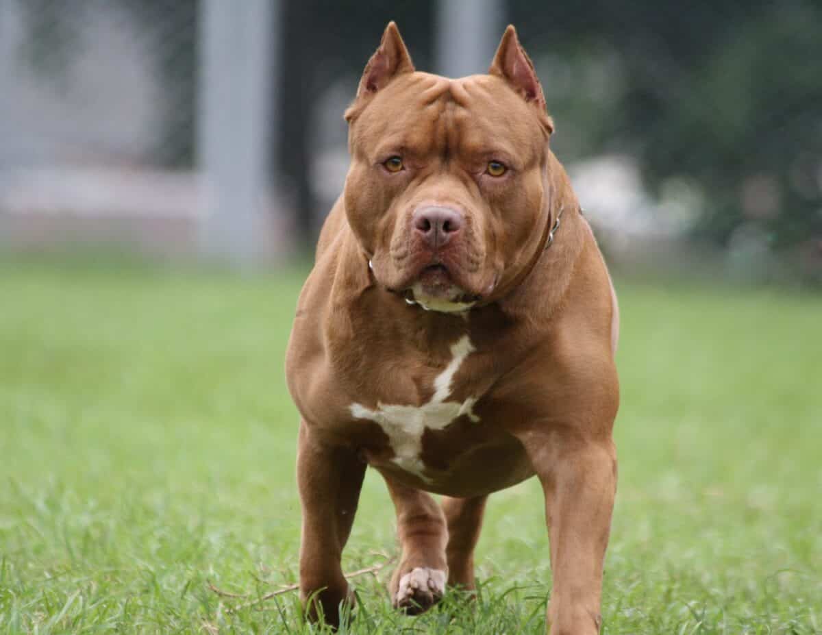 Bloemfontein woman convicted after her pitbull kills neighbour’s child