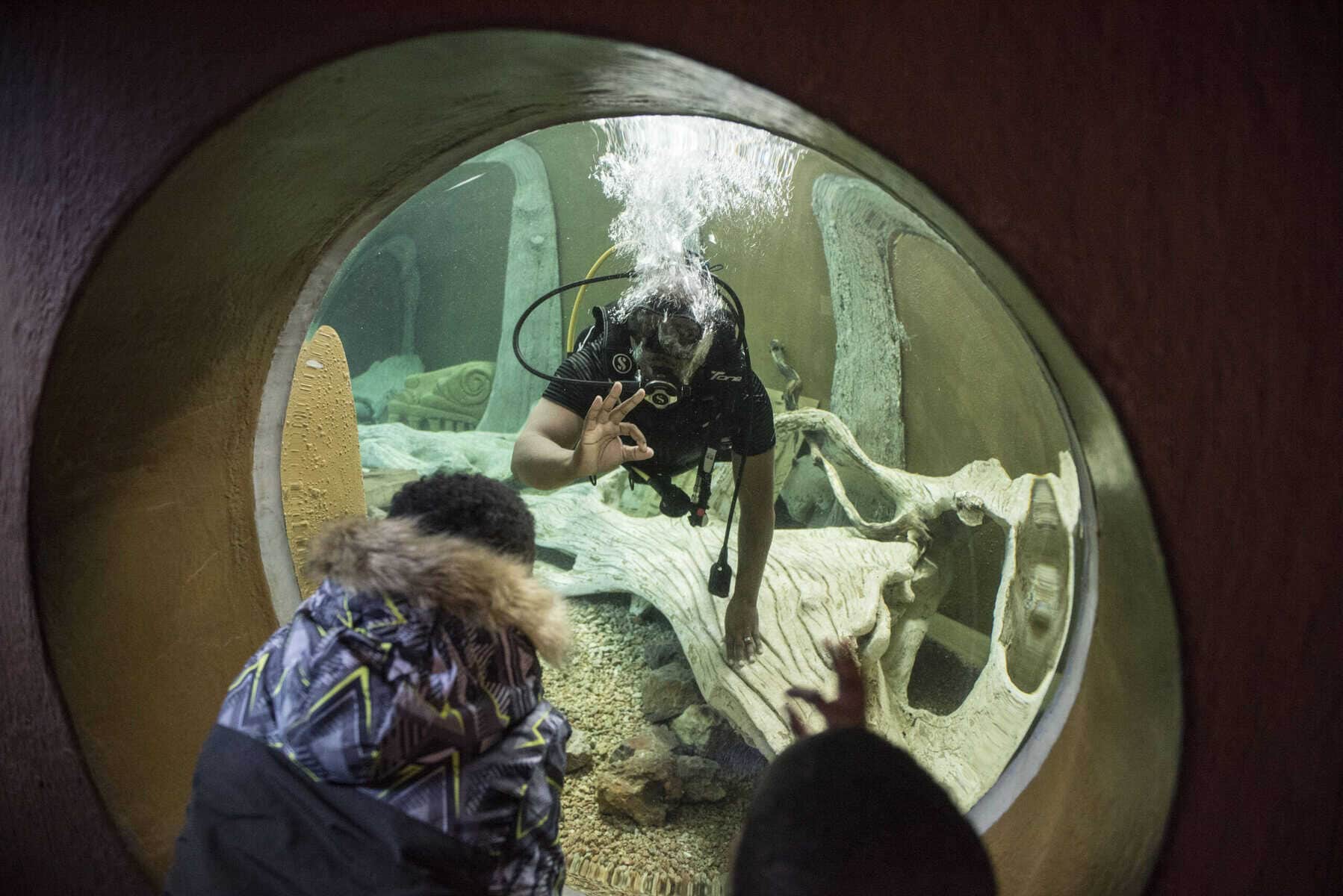 Breakfast with the Aquarist: Dive into marine magic at the Johannesburg Zoo