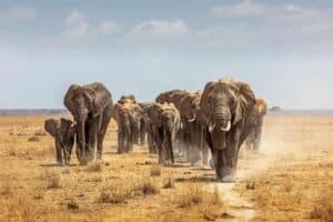JUST IN: SANDF soldier  trampled to death in by herd of elephants in Limpopo