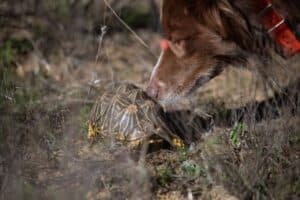 Endangered Wildlife Trust uses dogs to sniff out endangered tortoises