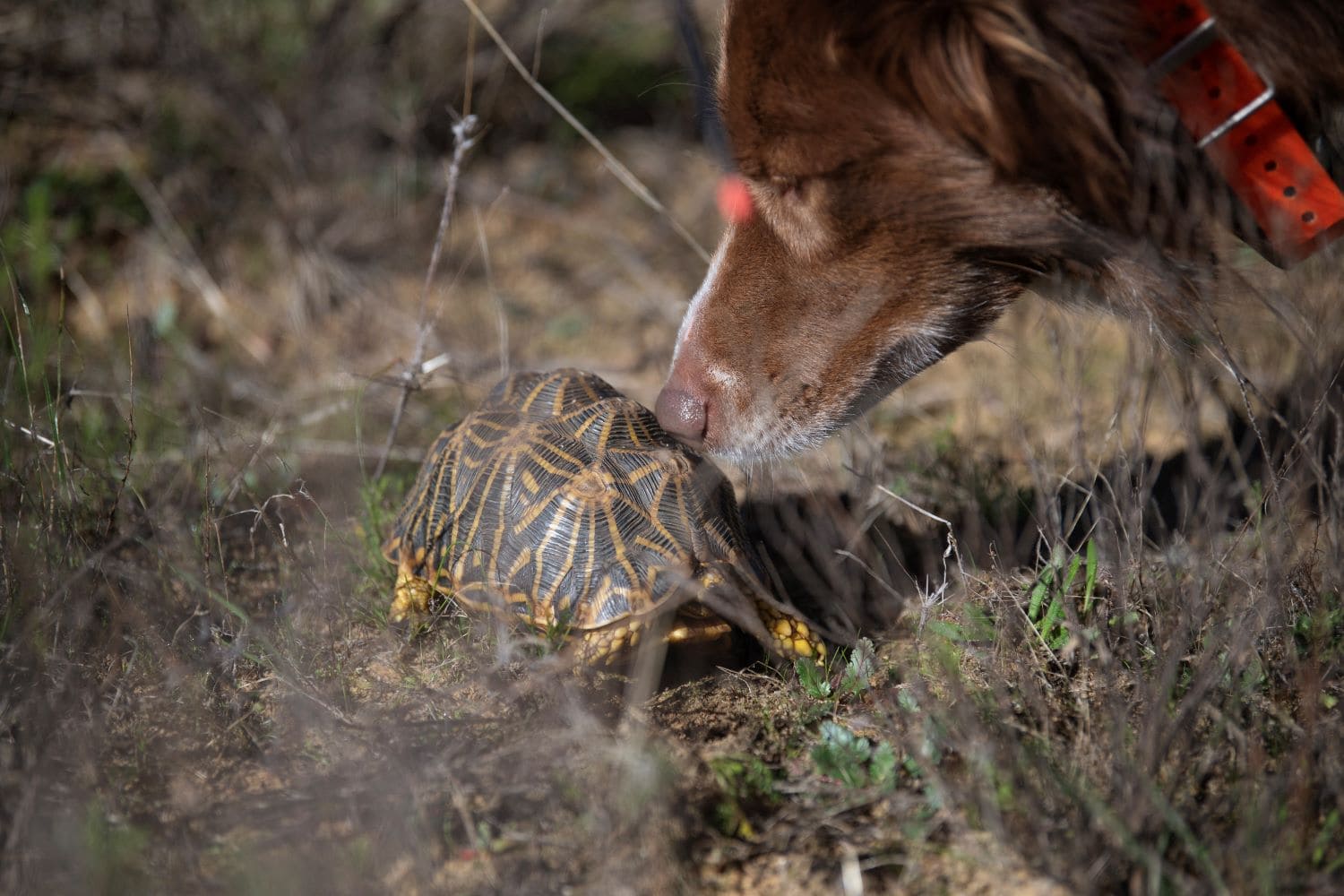 Endangered Wildlife Trust uses dogs to sniff out endangered tortoises