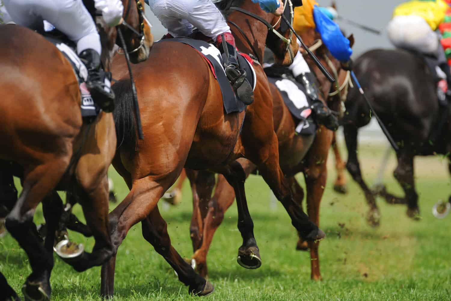General horse racing picture