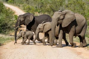How SANParks turned conservation into a success story