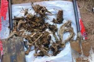 The remains found by police